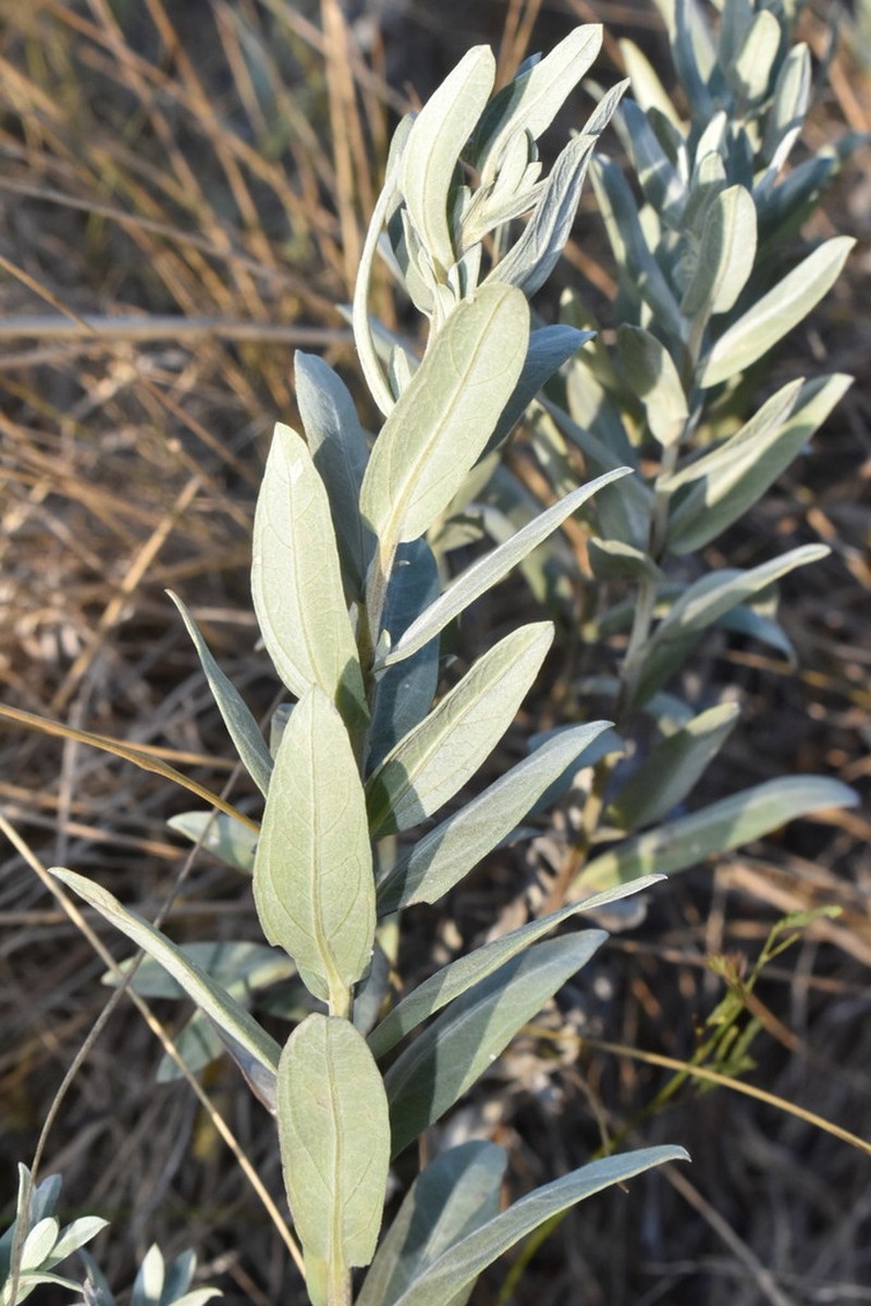 Rio Grande Ragweed photo 6