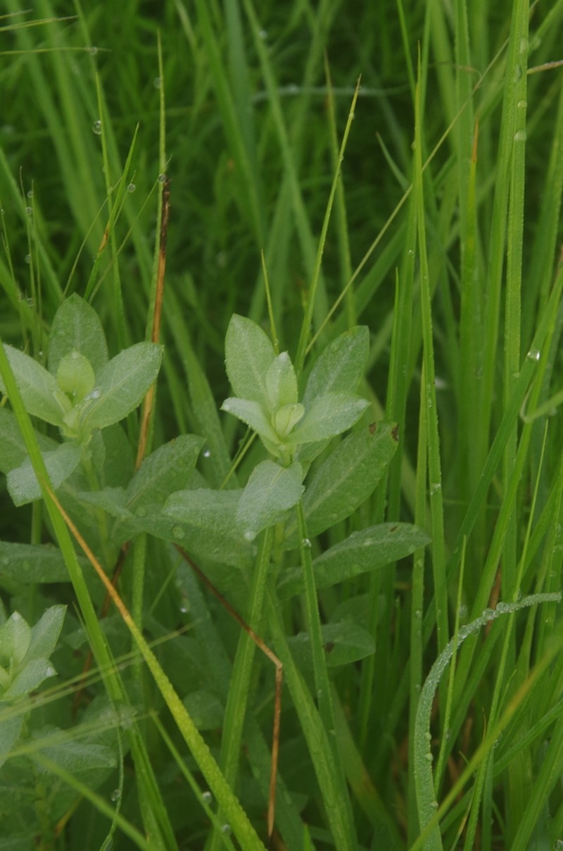 Rio Grande Ragweed photo 7