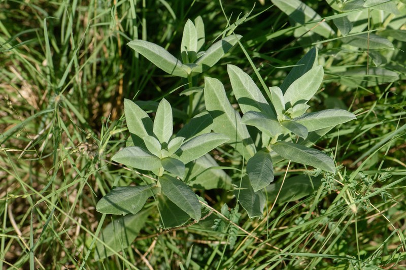 Rio Grande Ragweed photo 8
