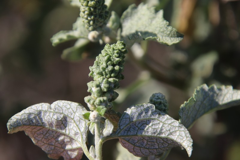 San Diego Bur Ragweed photo 2
