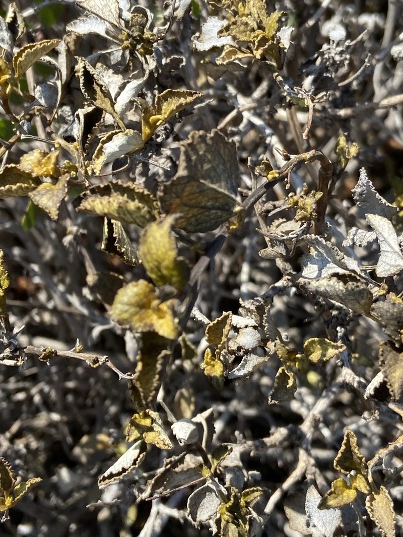 San Diego Bur Ragweed photo 3