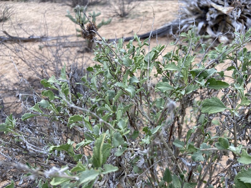 San Diego Bur Ragweed photo 4