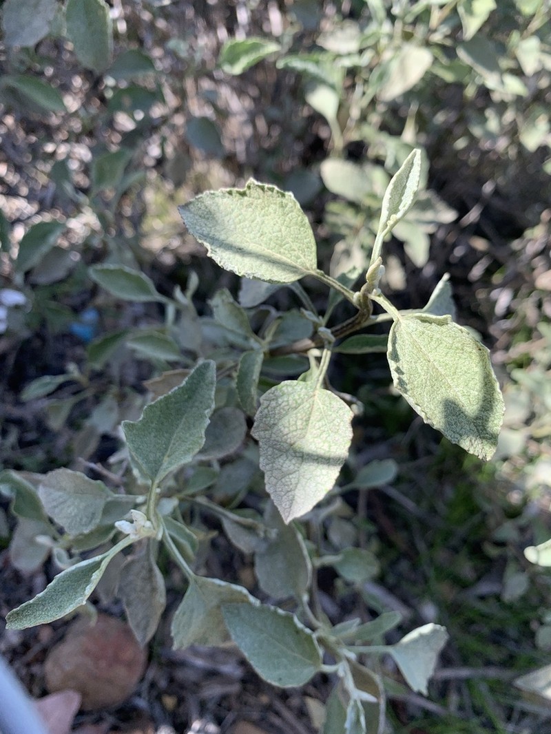 San Diego Bur Ragweed photo 5