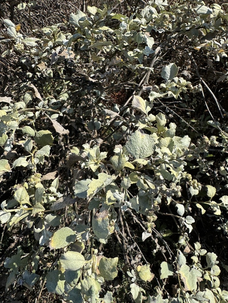 San Diego Bur Ragweed photo 6