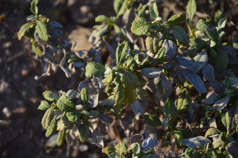 San Diego Bur Ragweed photo 7