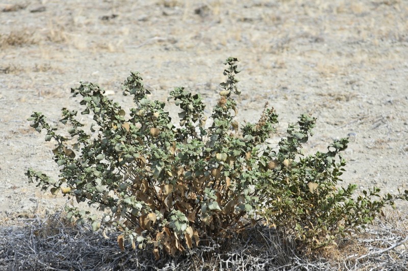San Diego Bur Ragweed photo 8