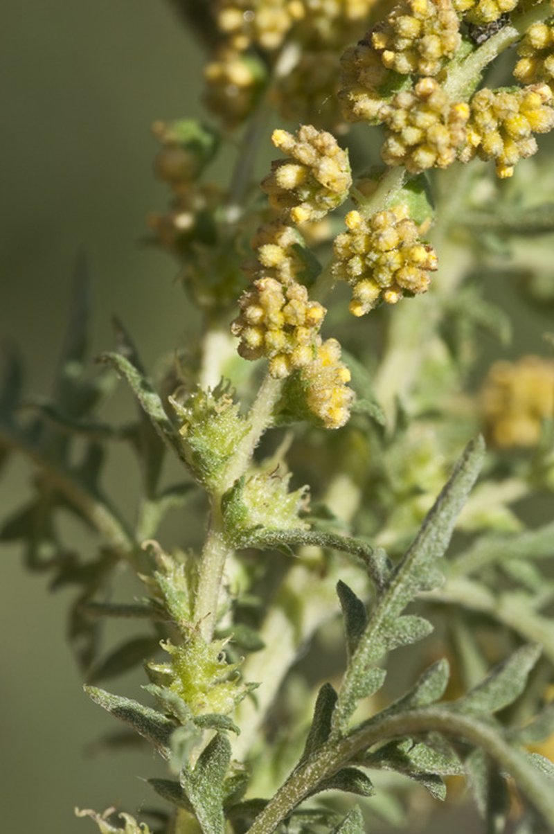 Weakleaf Bur Ragweed
