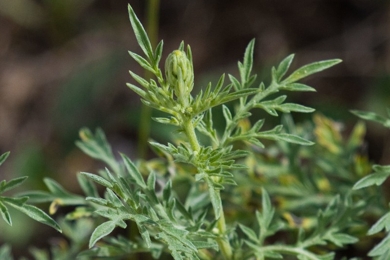 Weakleaf Bur Ragweed photo 2