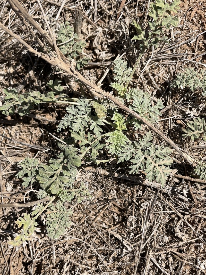 Weakleaf Bur Ragweed photo 3