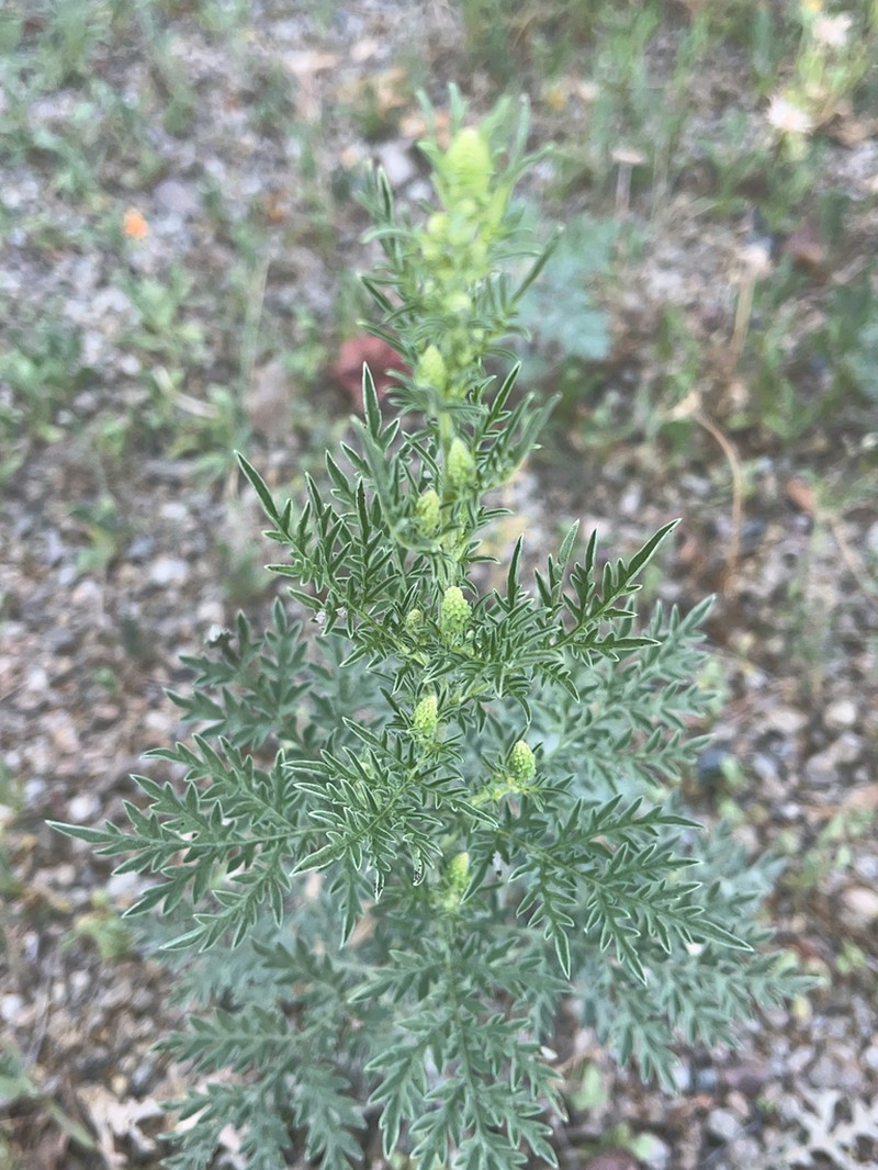 Weakleaf Bur Ragweed photo 4