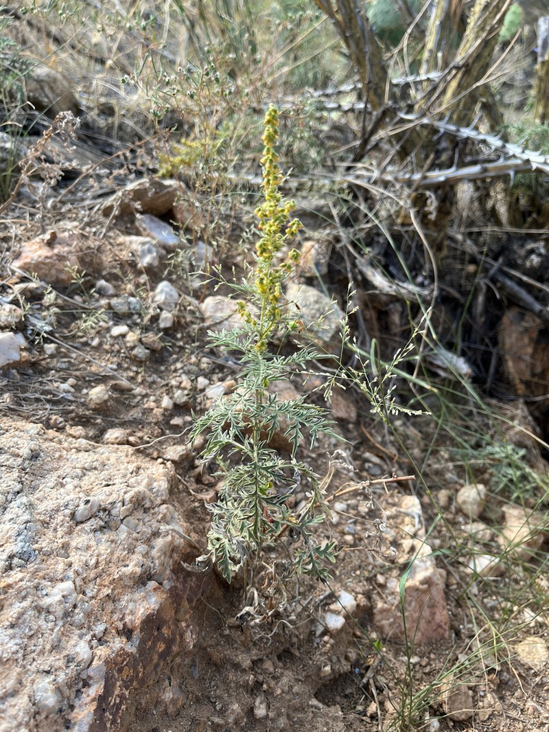 Weakleaf Bur Ragweed photo 5