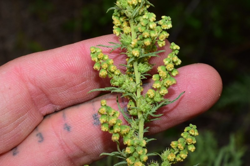 Weakleaf Bur Ragweed photo 6