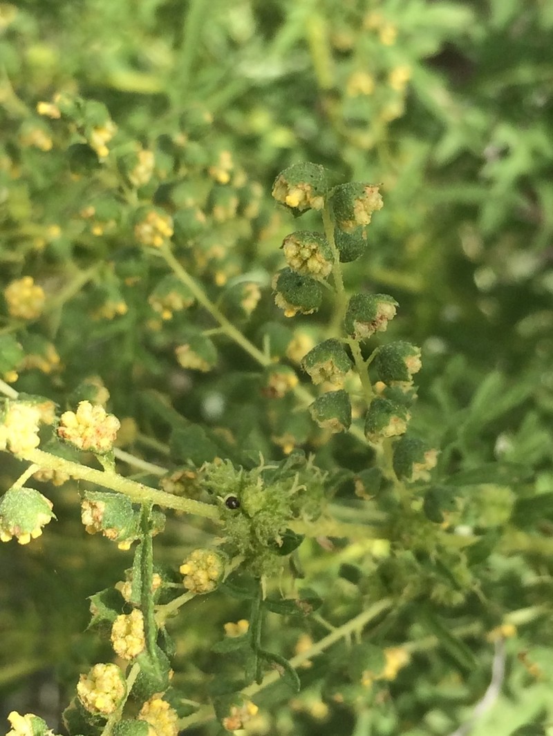 Weakleaf Bur Ragweed photo 7