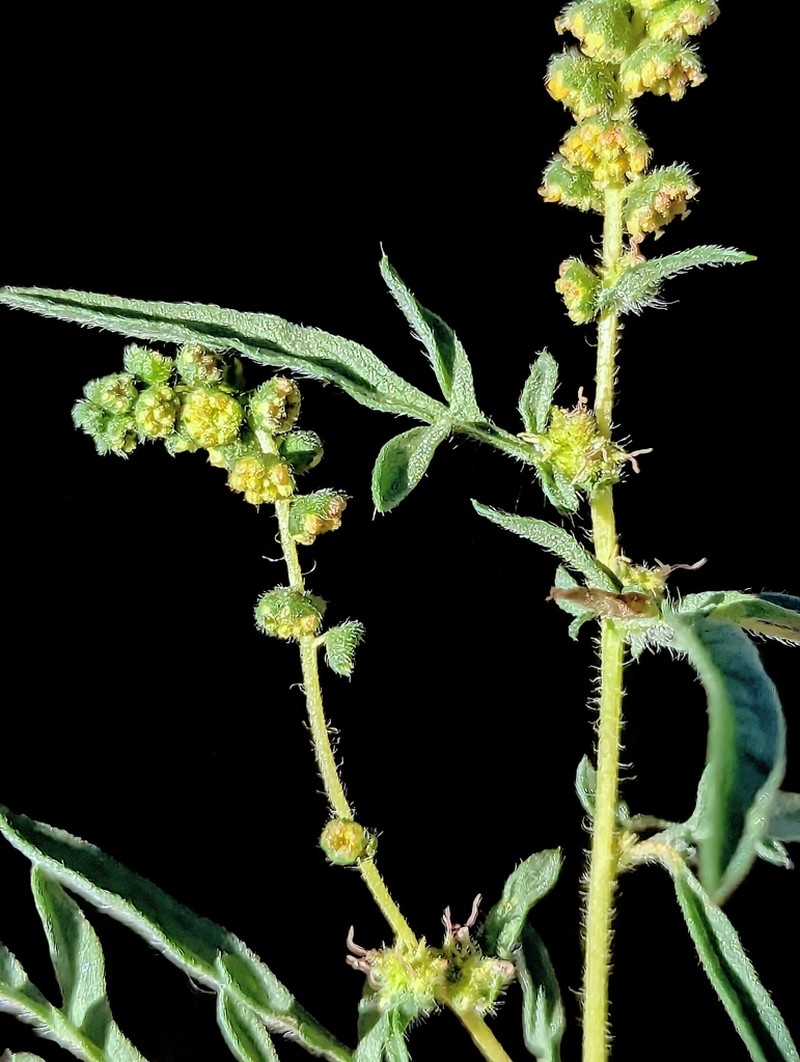 Weakleaf Bur Ragweed photo 8