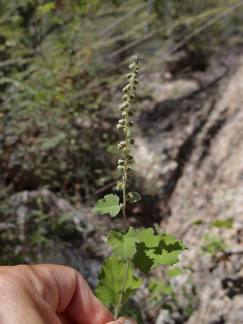Tucson Bur Ragweed