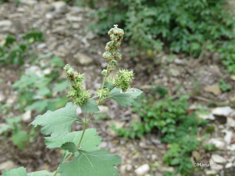 Tucson Bur Ragweed photo 2