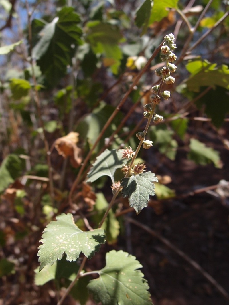 Tucson Bur Ragweed photo 3