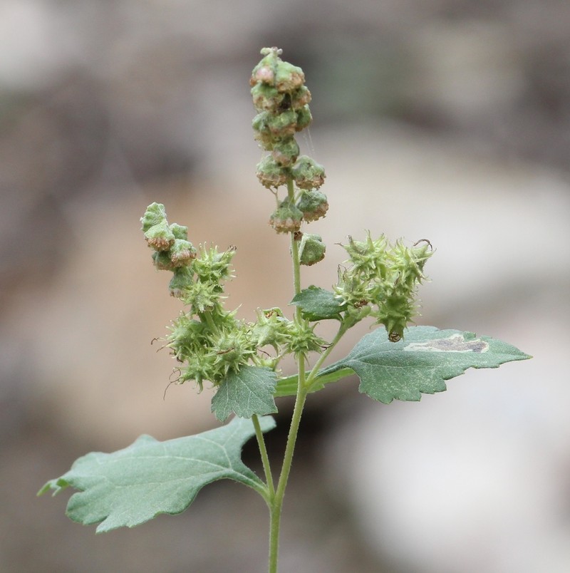 Tucson Bur Ragweed photo 4