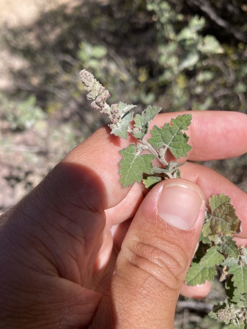 Tucson Bur Ragweed photo 5