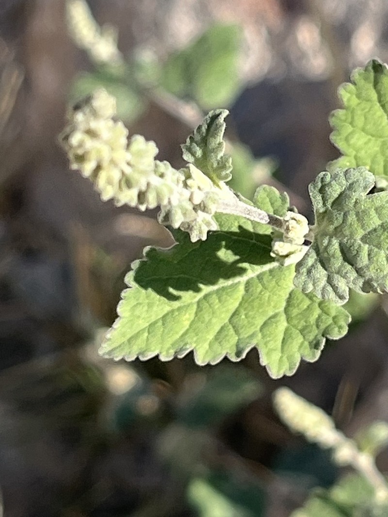 Tucson Bur Ragweed photo 6