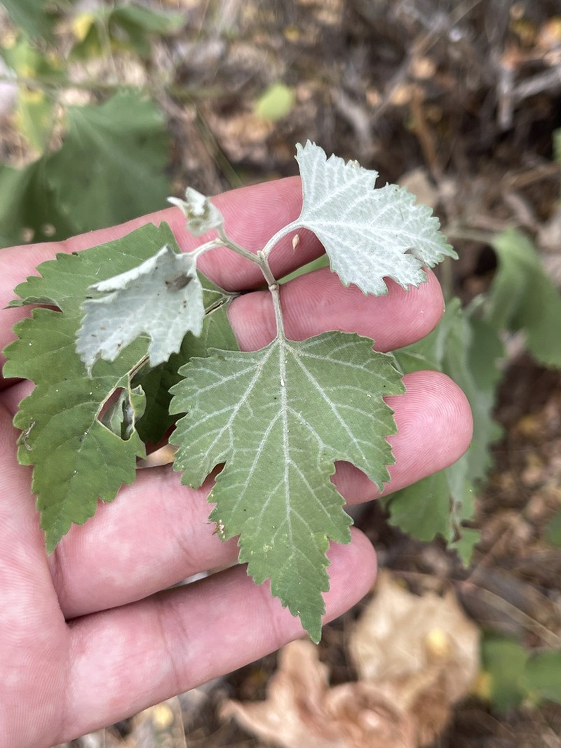 Tucson Bur Ragweed photo 7