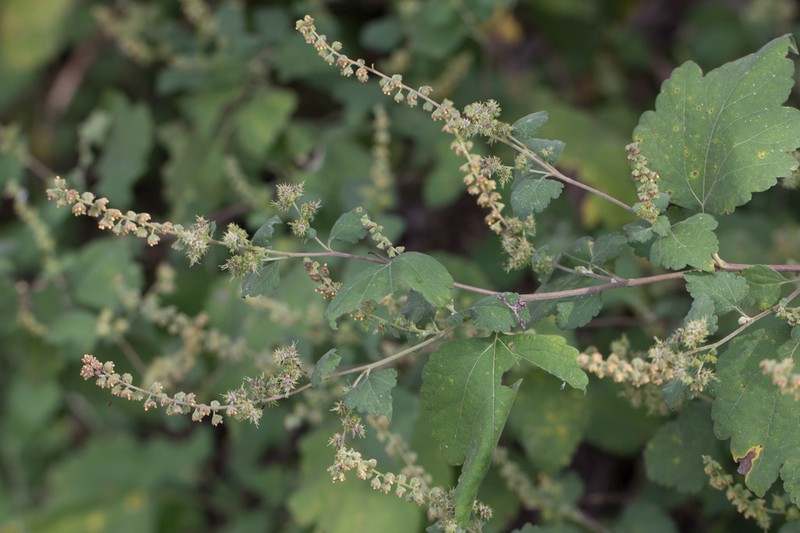 Tucson Bur Ragweed photo 8