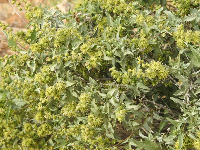 Triangle Bur Ragweed
