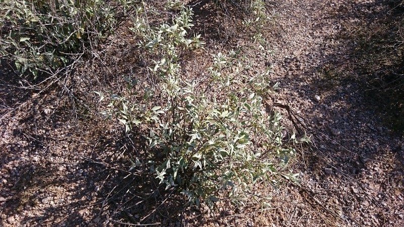 Triangle Bur Ragweed
