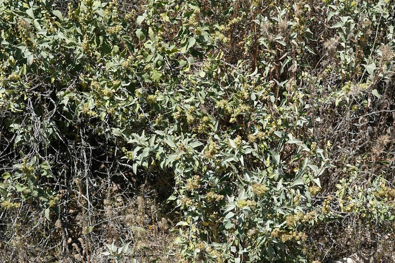 Triangle Bur Ragweed photo 2