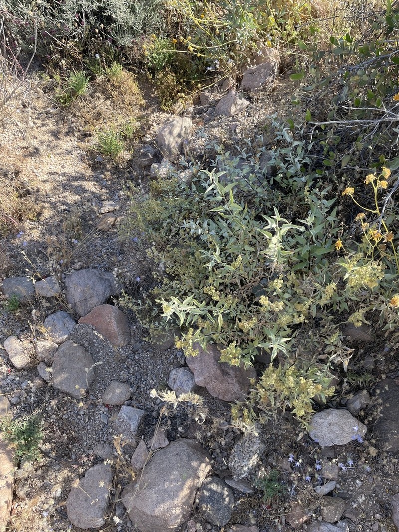 Triangle Bur Ragweed photo 3