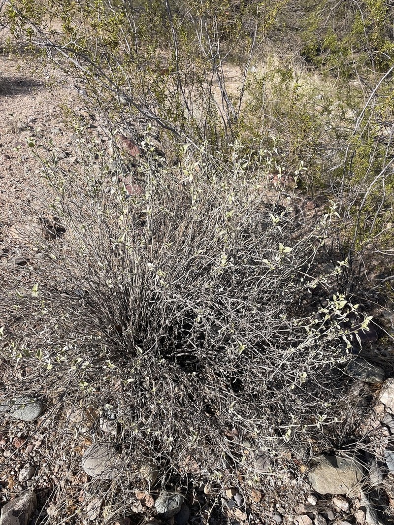 Triangle Bur Ragweed photo 4