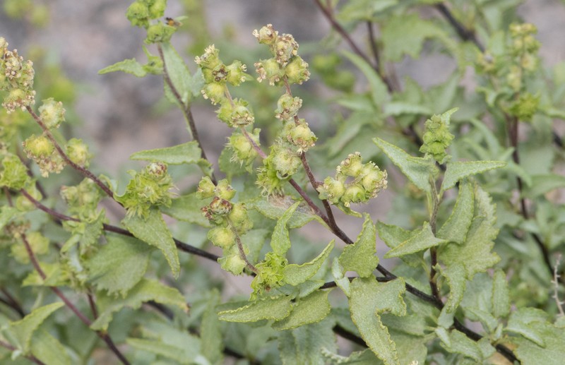 Triangle Bur Ragweed photo 5