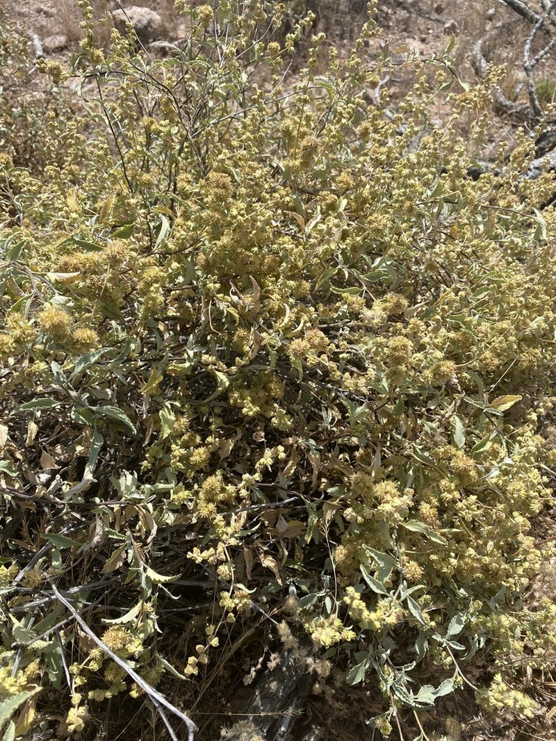 Triangle Bur Ragweed photo 6