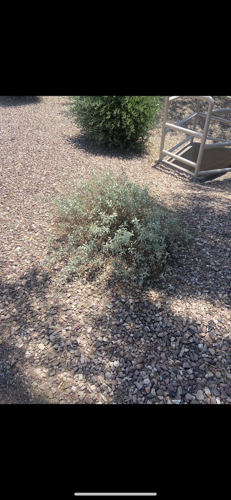 Triangle Bur Ragweed photo 7