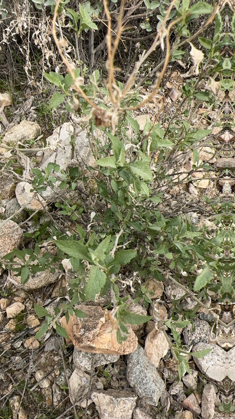 Triangle Bur Ragweed photo 8
