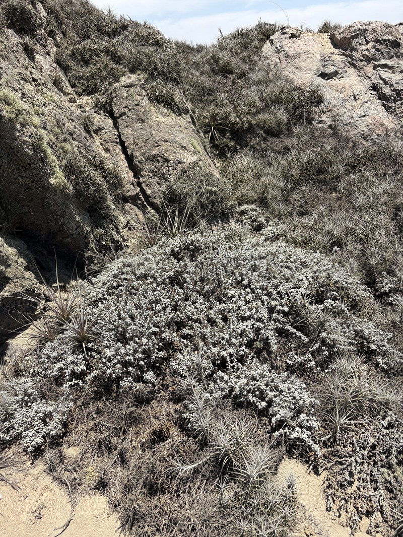 Ambrosia dentata photo 4