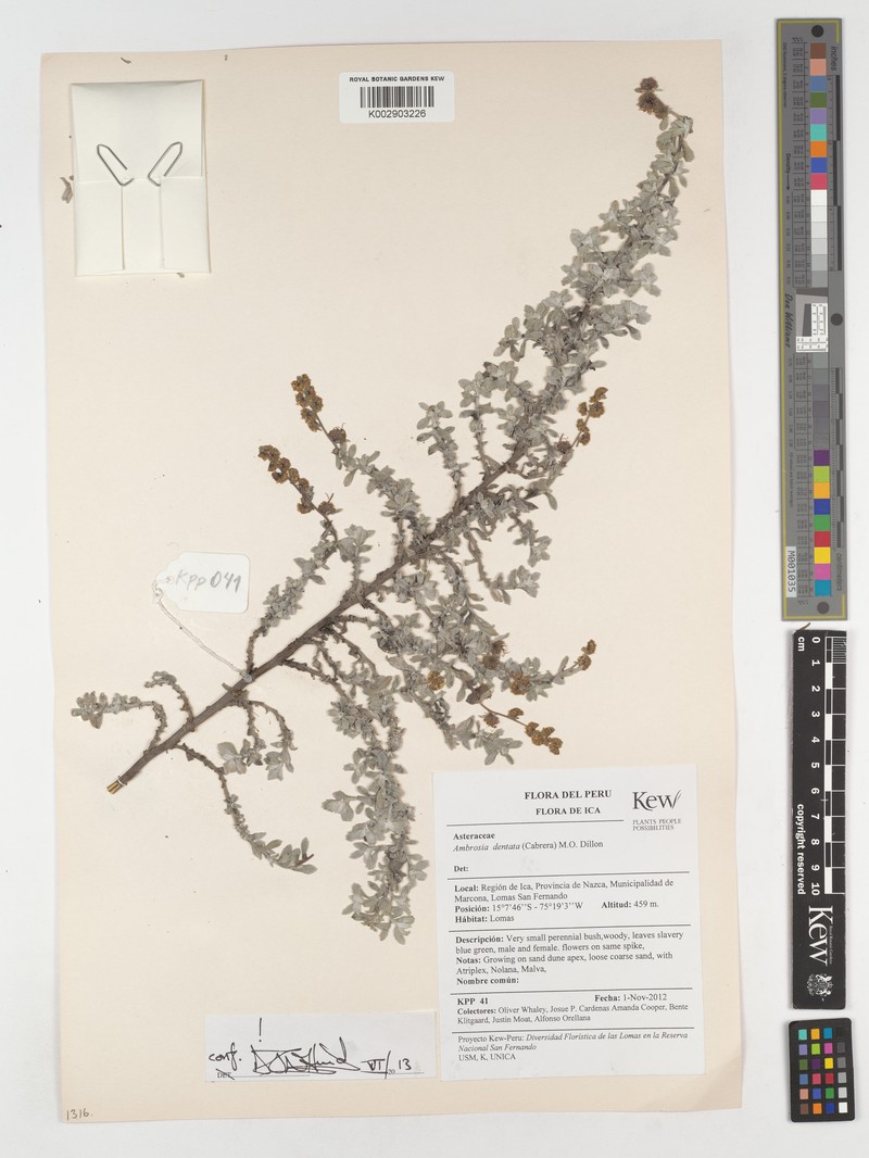Ambrosia dentata photo 5