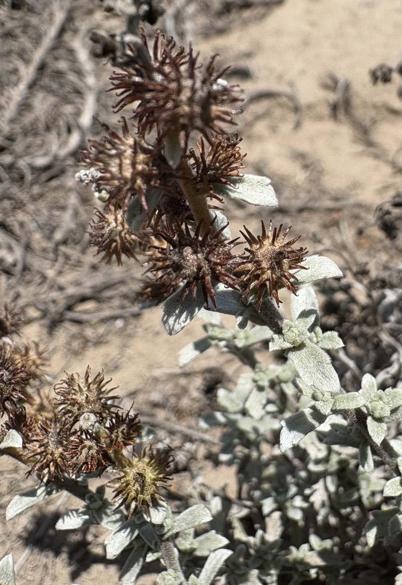 Ambrosia dentata photo 4