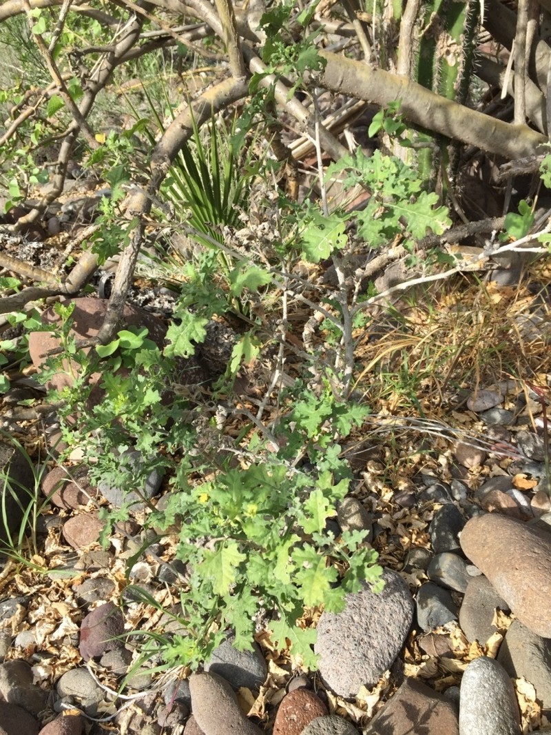 Ambrosia divaricata photo 2