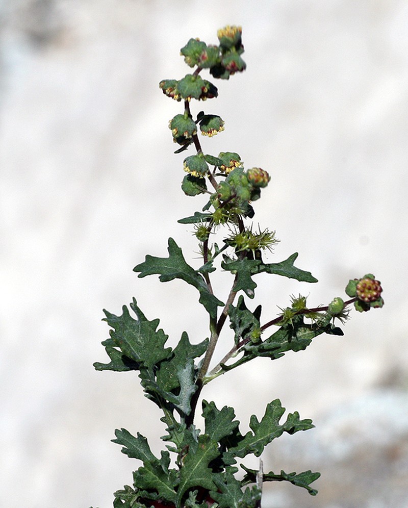 Ambrosia divaricata photo 5