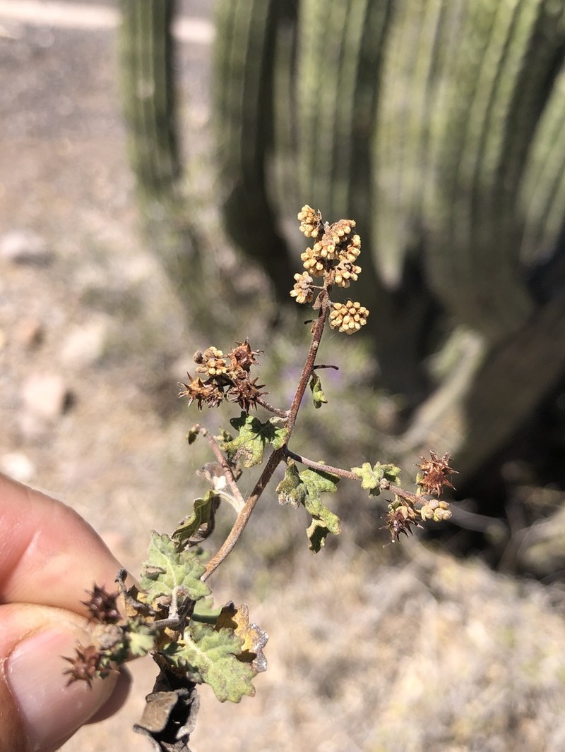 Ambrosia divaricata photo 6
