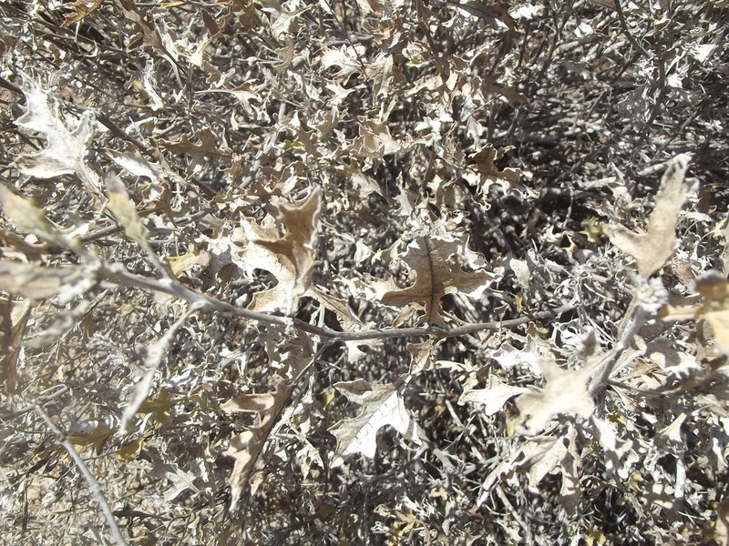 Ambrosia divaricata photo 7