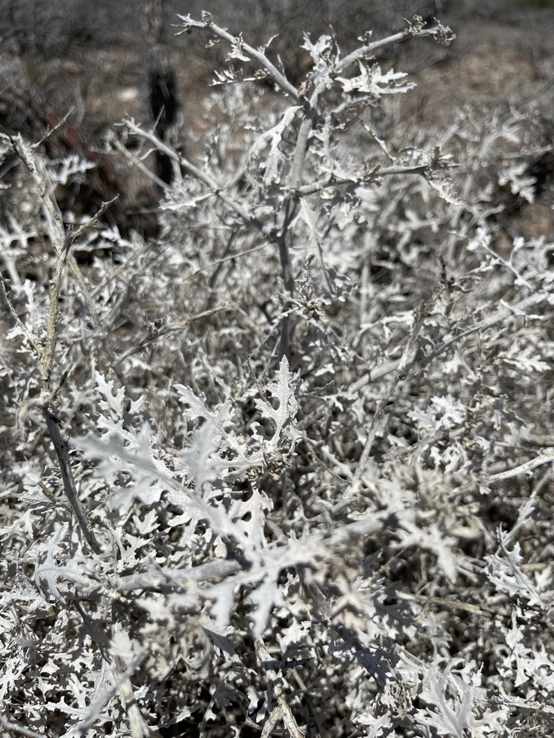 Ambrosia divaricata photo 8