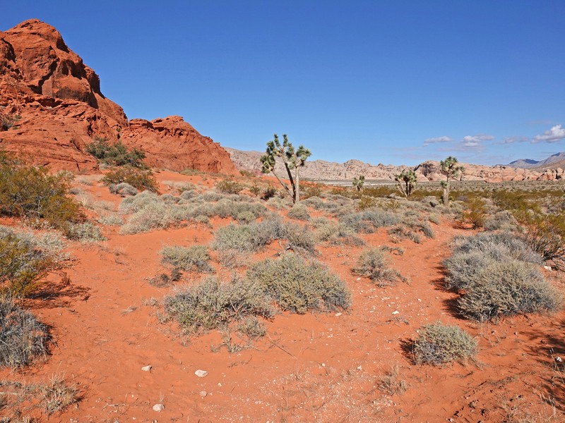 Burrobush photo 2