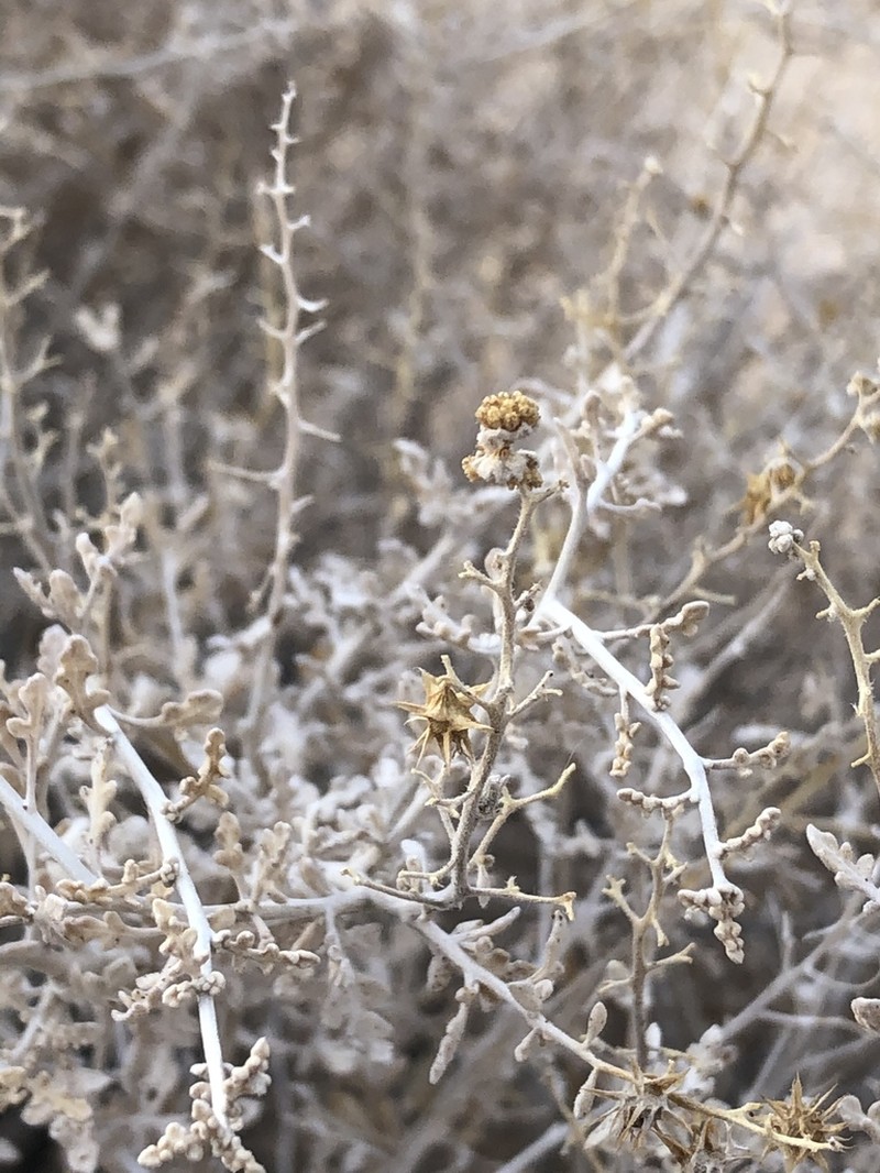 Burrobush photo 3