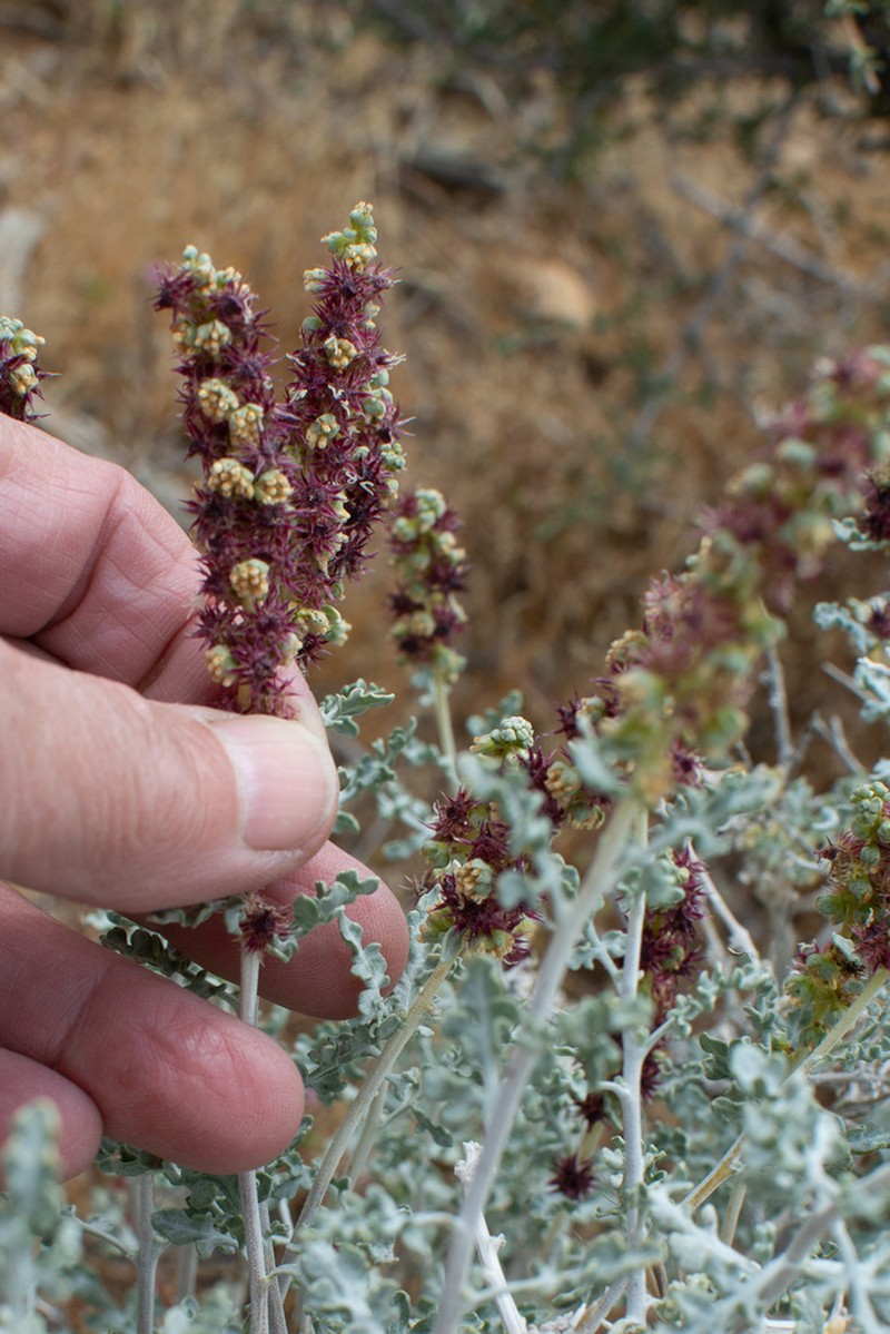 Burrobush photo 5