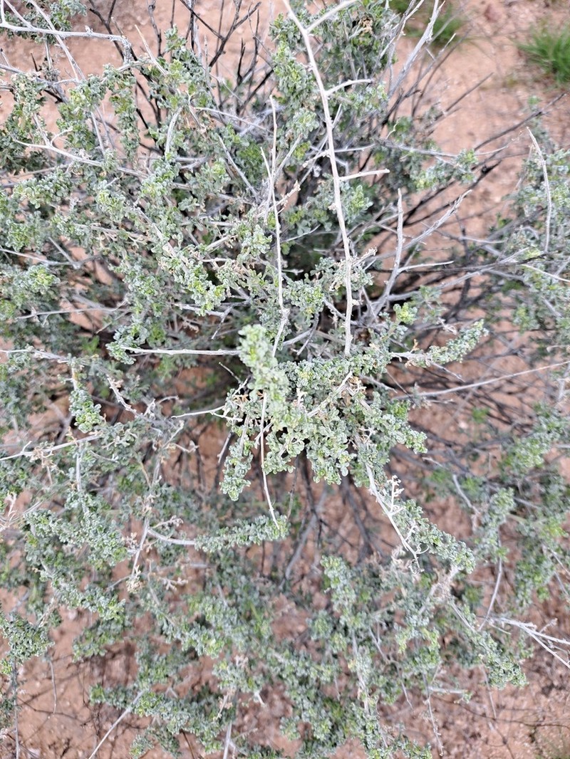 Burrobush photo 6