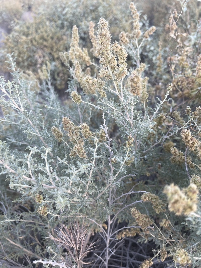 Burrobush photo 7