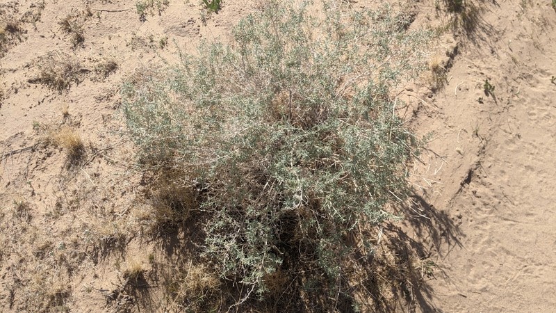 Burrobush photo 8