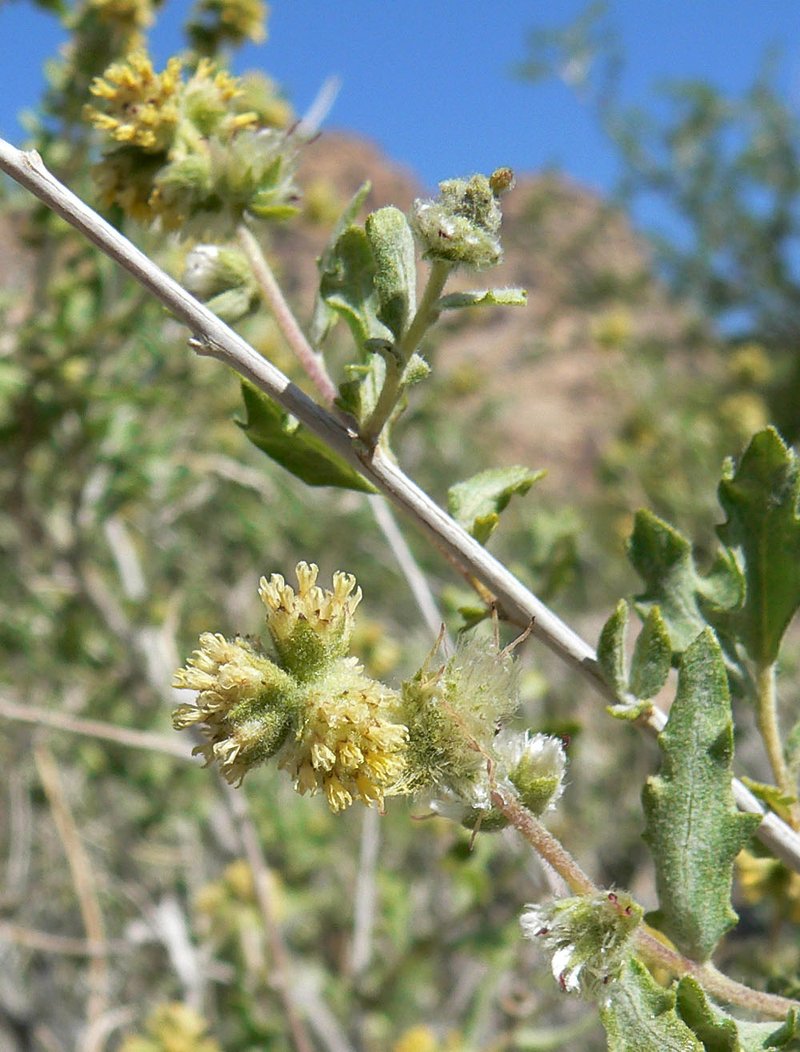 Woolly Fruit Bur Ragweed